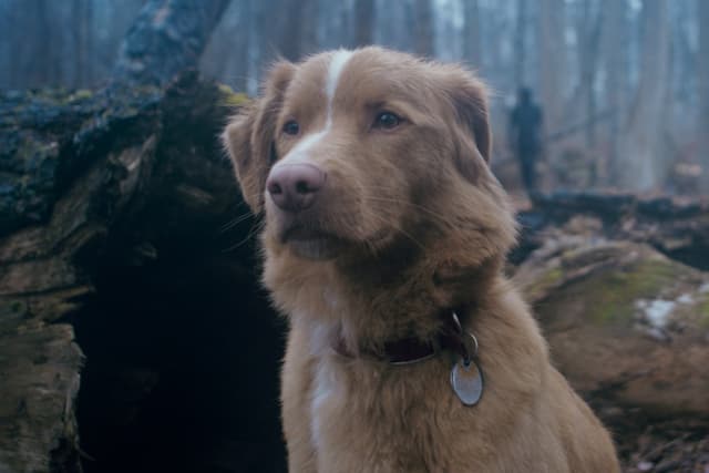 Good Boy: Um Novo Terror do Ponto de Vista Canino Chega aos Cinemas
