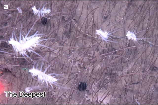 Criaturas Exóticas Encontradas em Ecosistema Profundo do Oceano