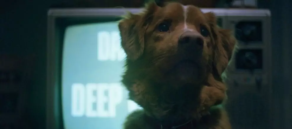 Good Boy: Filme de Terror Sobrenatural Mostra Aventuras de Indy, o Cachorro Vidente