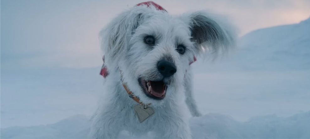 Krypto no DCU de James Gunn: Mais que um mascote, um membro essencial da Família Superman?