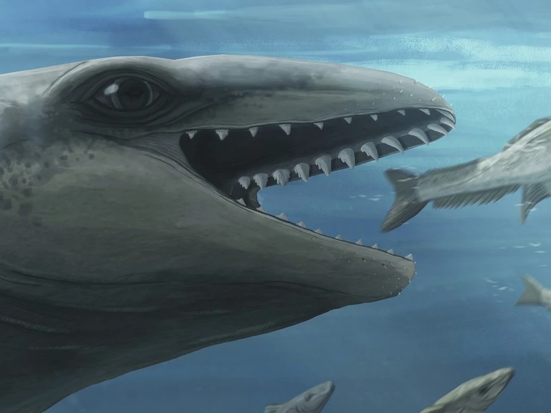 Descoberta de Baleia Pré-histórica na Austrália é Comparada a Pokémon