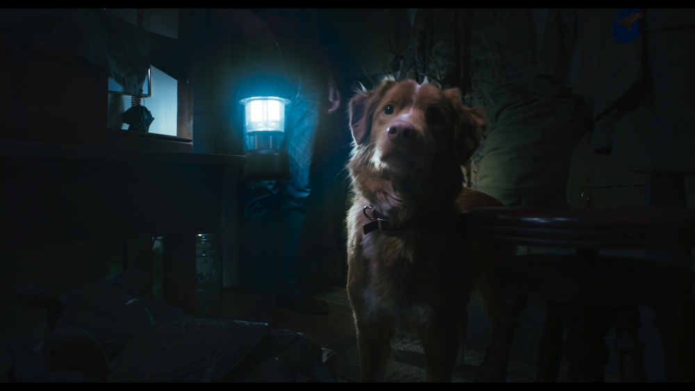 Trailer de 'Good Boy': Filme de Terror da IFC Films Apresenta Perspectiva Inovadora de Cão Heróico