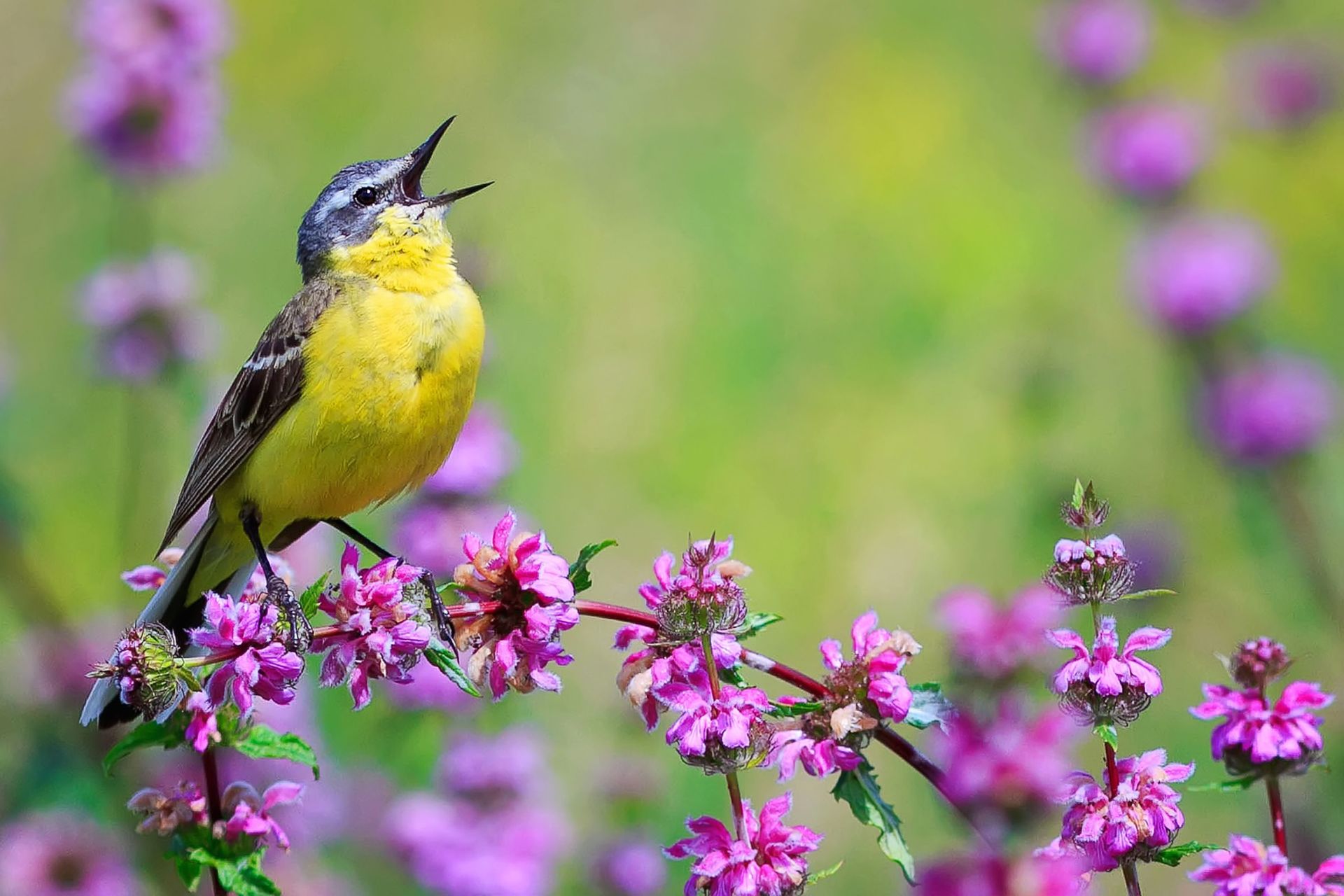Aves ao Redor do Mundo Estendem Cantos Diários: Entenda o Motivo Perturbador