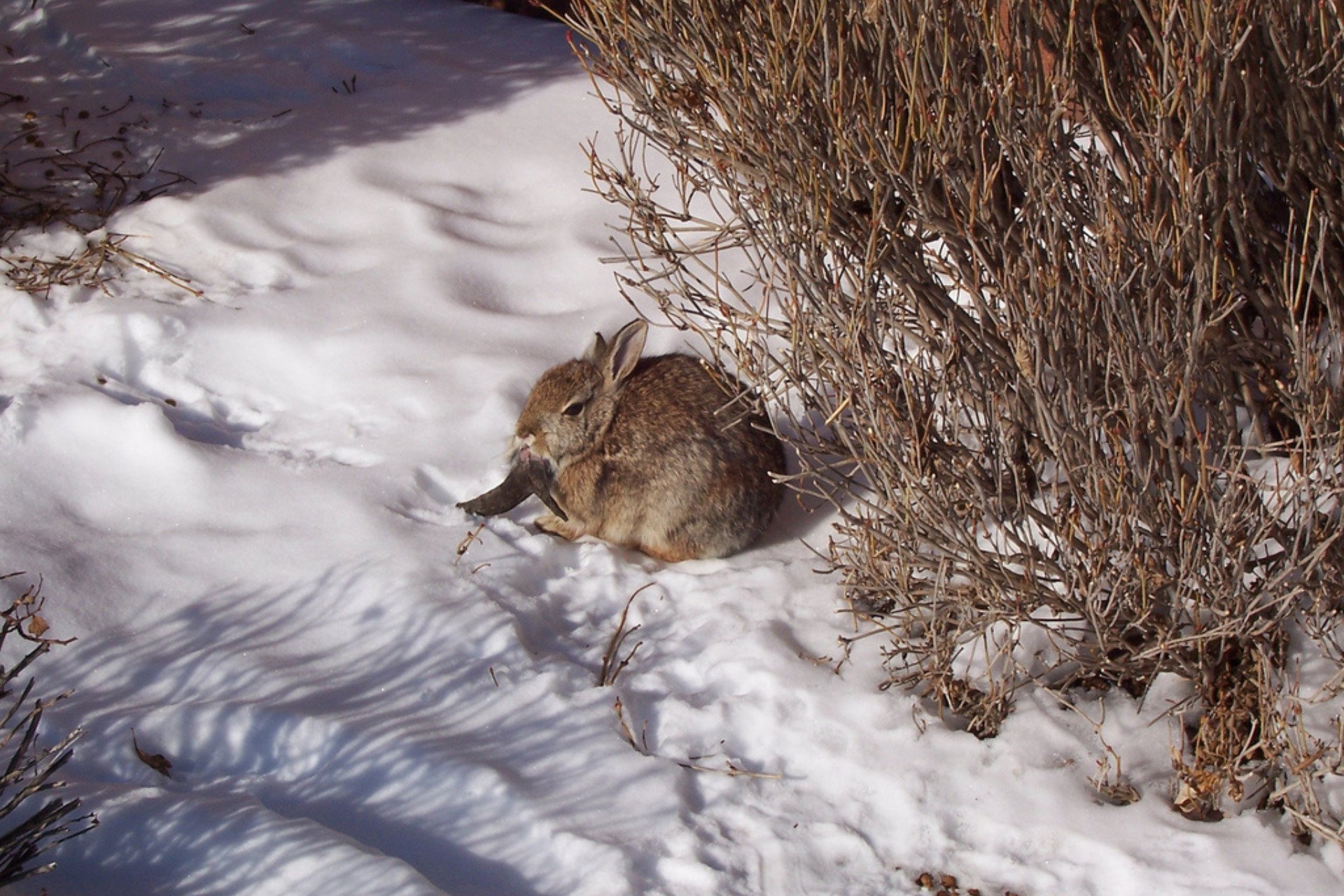 Coelhos Misteriosos com 'Chifres Negros' Intrigam Moradores do Colorado