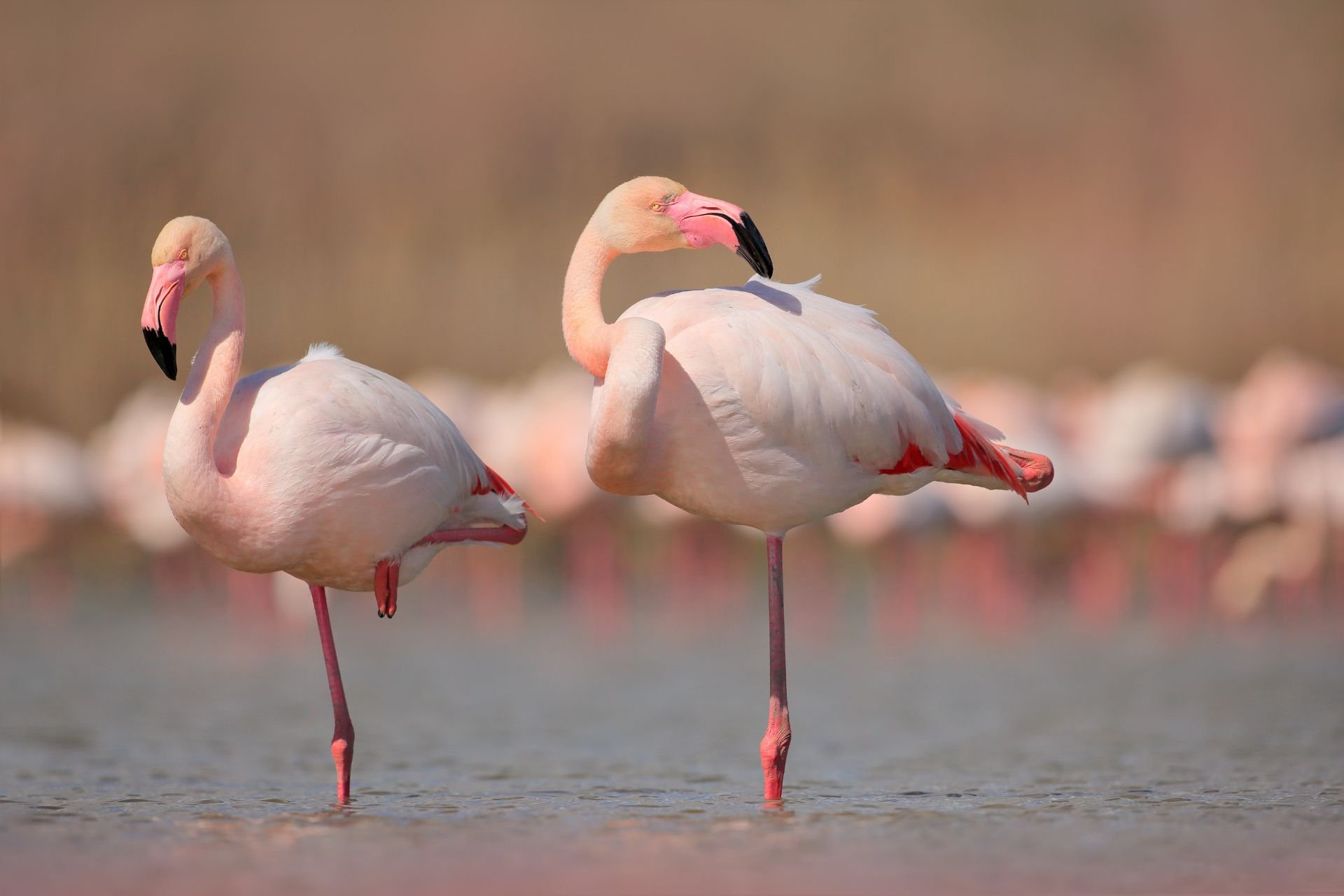 Flamingos Migratórios Retardam o Envelhecimento na França: Descubra o Segredo
