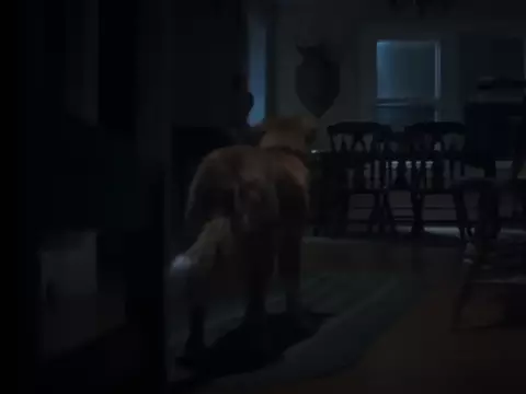 Good Boy: Terror com Cachorro Protagonista Ganha Trailer Inédito