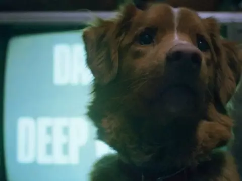 Good Boy: Filme de Terror Sobrenatural Mostra Aventuras de Indy, o Cachorro Vidente