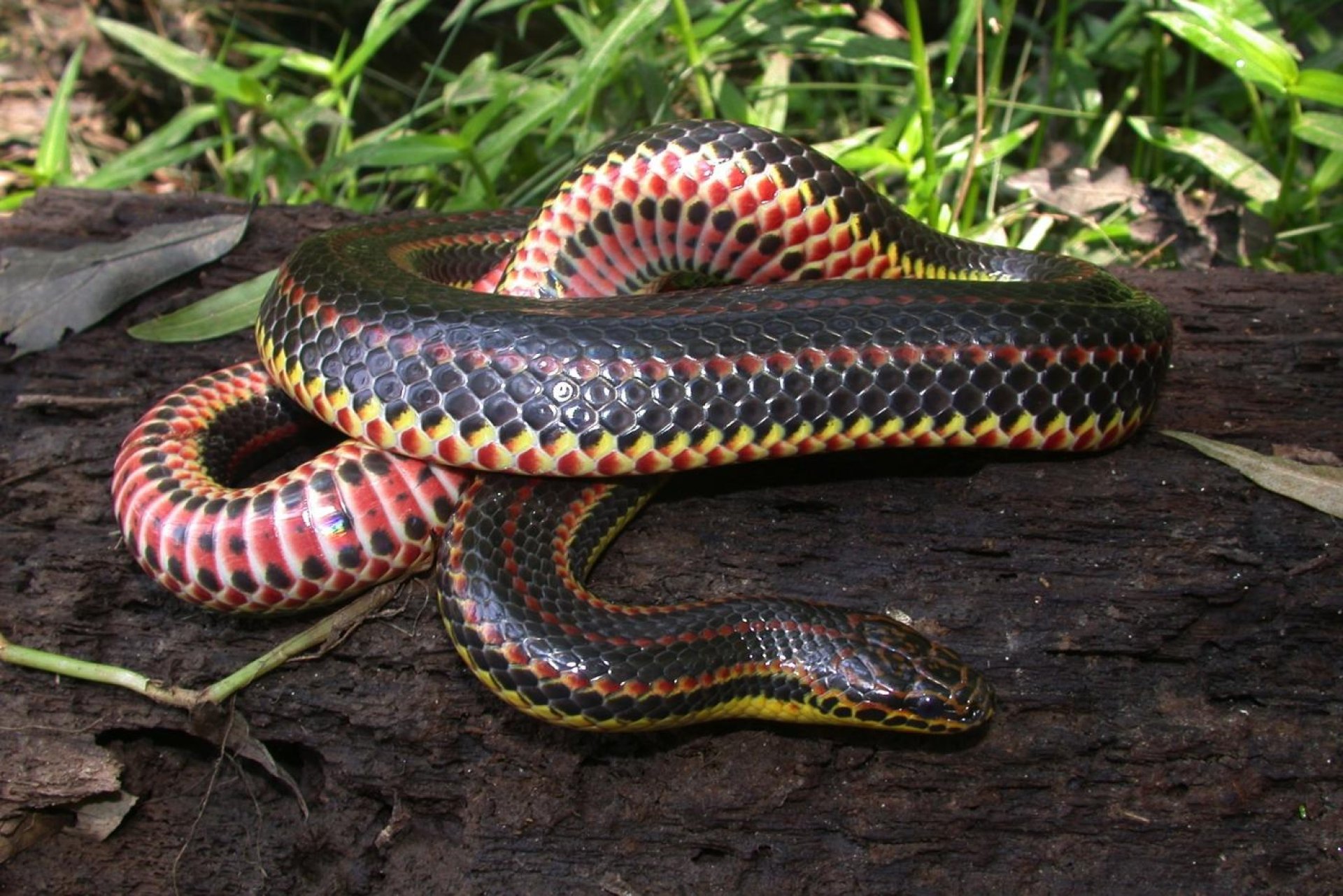 Rainbow Snake Beauty Shot
