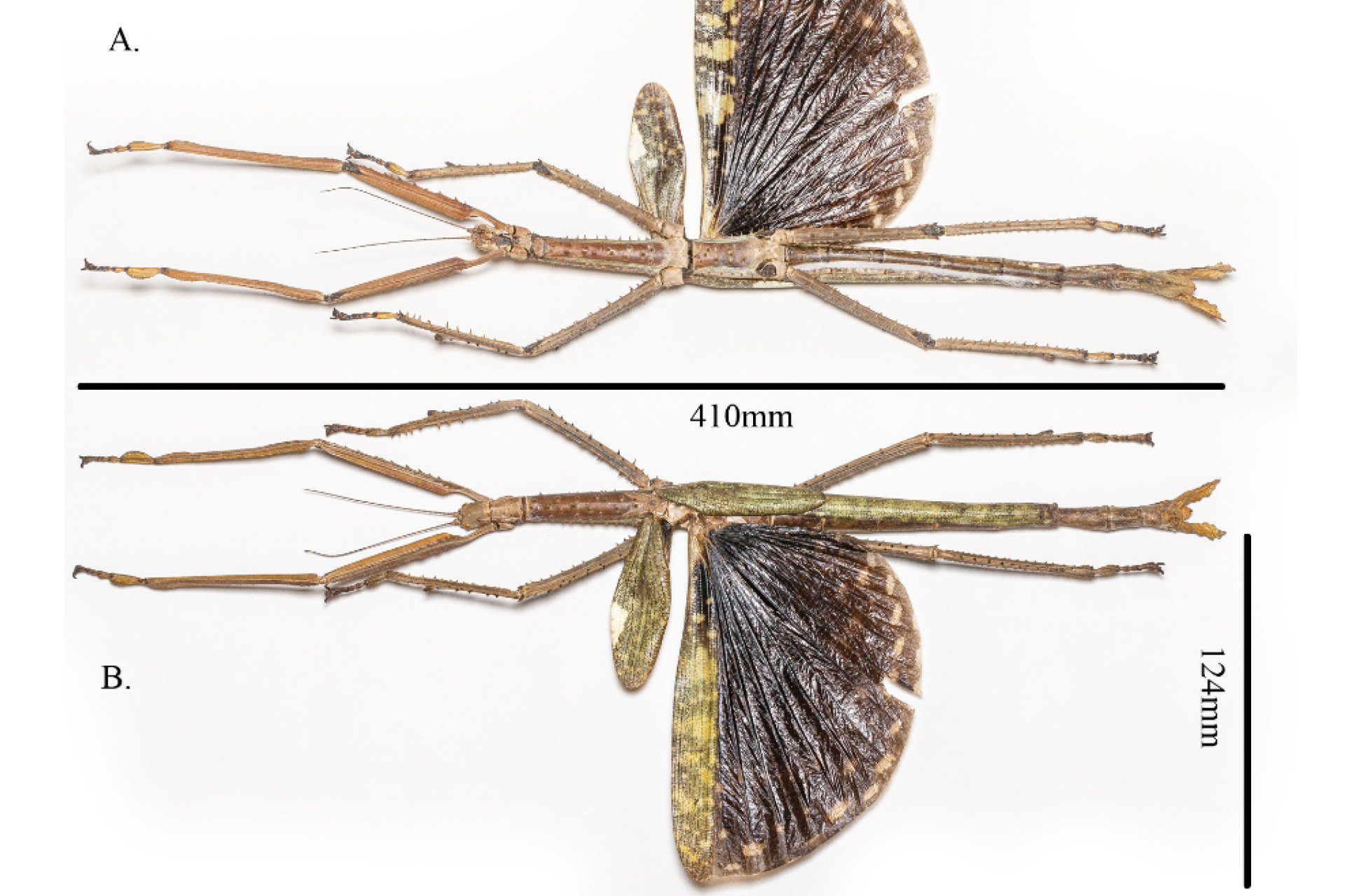Novo Inseto Gigante Descoberto na Austrália: O Maior e Mais Pesado Já Encontrado