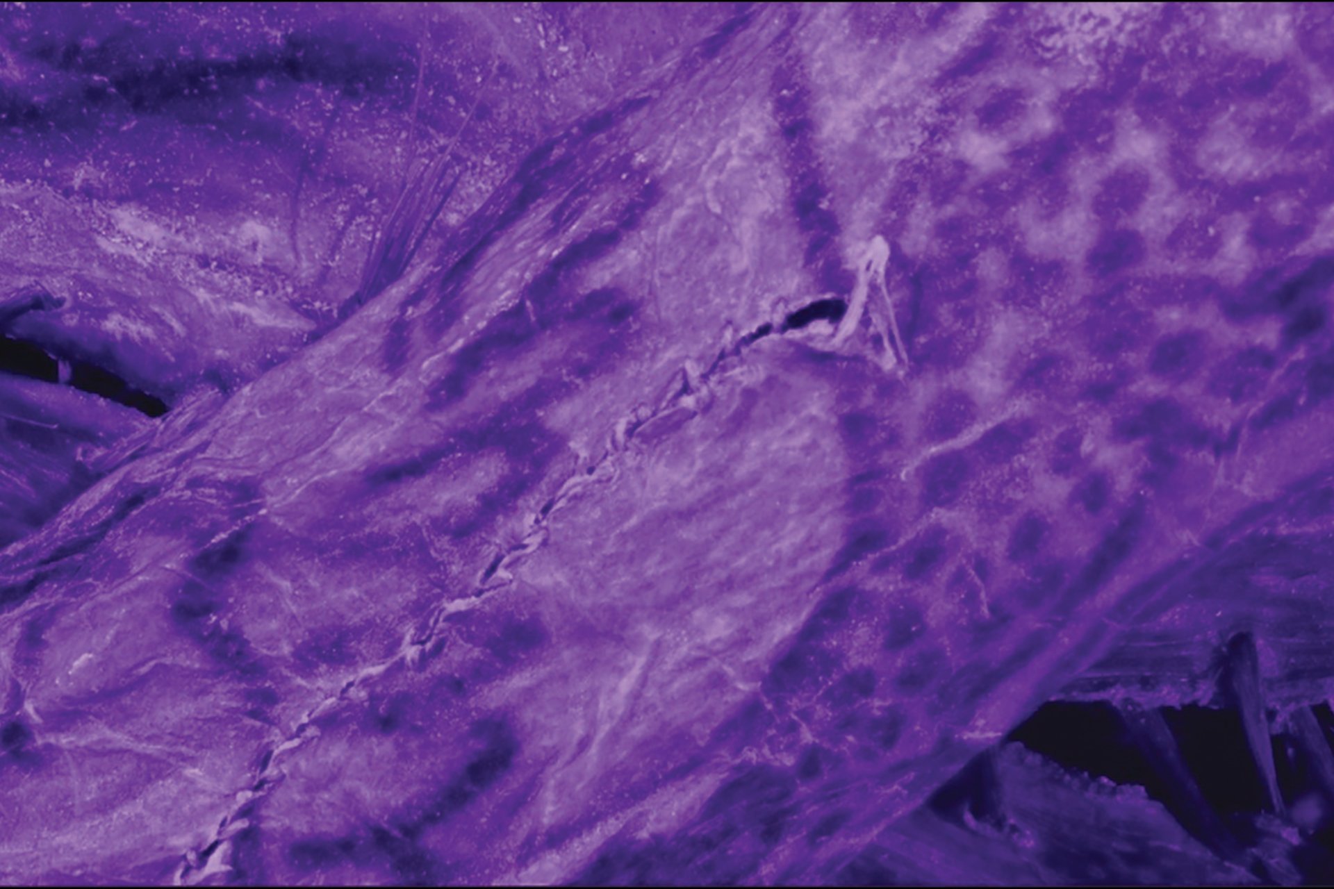 Descoberta de Tatuagens Intricadas em Múmia de 2.000 Anos Intriga Pesquisadores