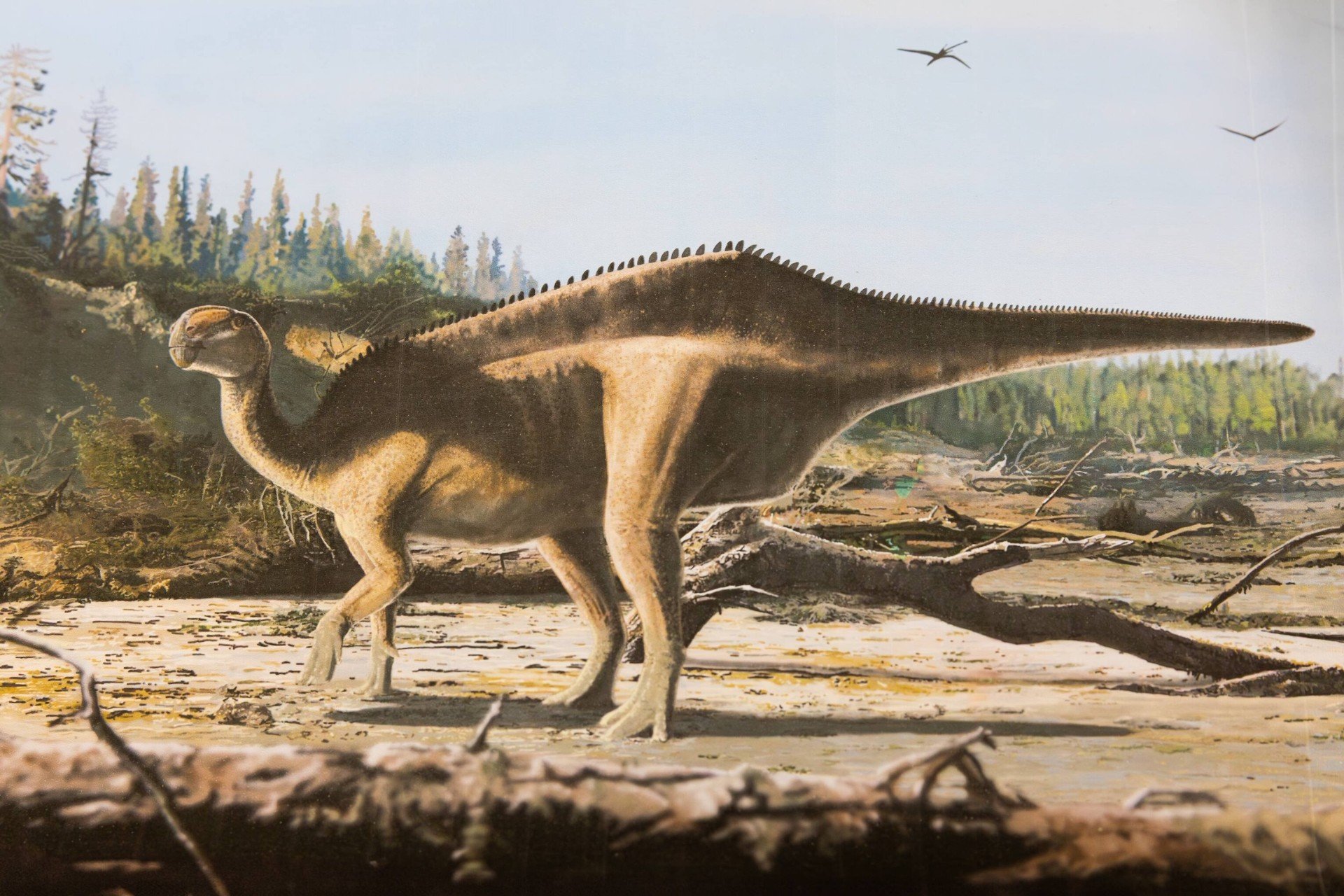 Dinossauro Descoberto Desenvolveu Vela Gigante nas Costas para Atração Sexual
