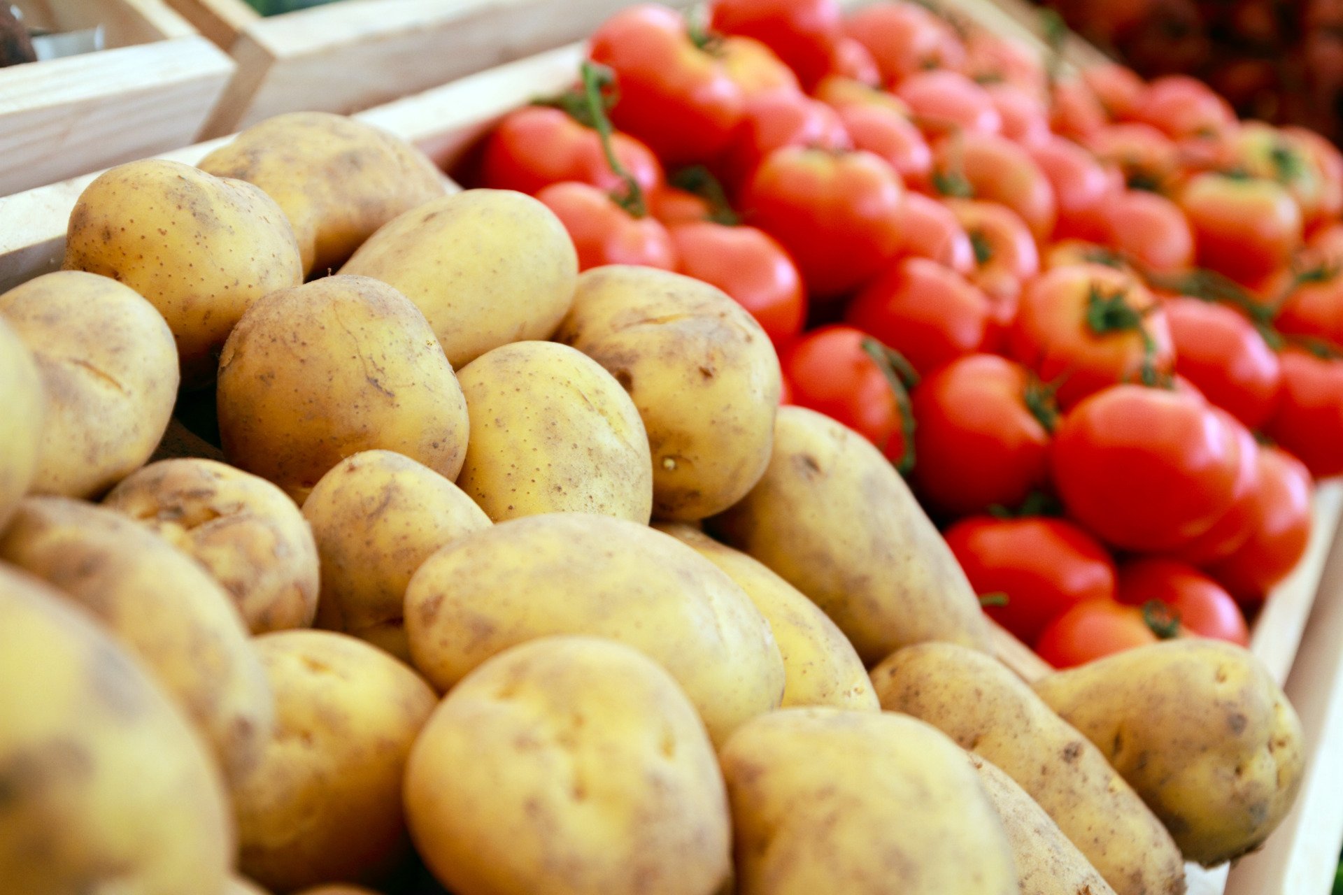 Estudo Revela: Batatas Descendem dos Tomates de Forma Surpreendente