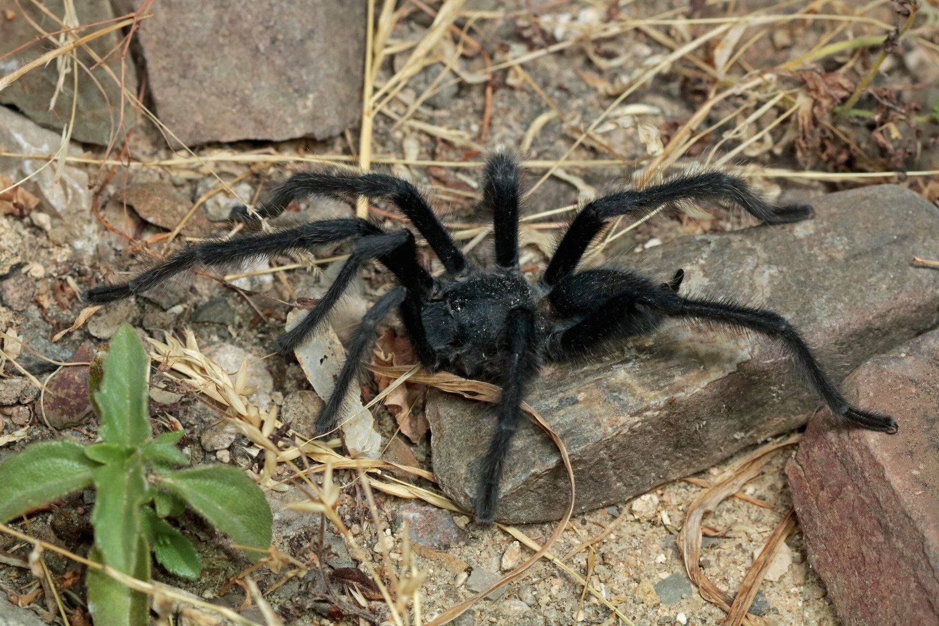 Aranhas Batem Recorde com Órgãos Reprodutivos Gigantes para Evitar Serem Devoradas