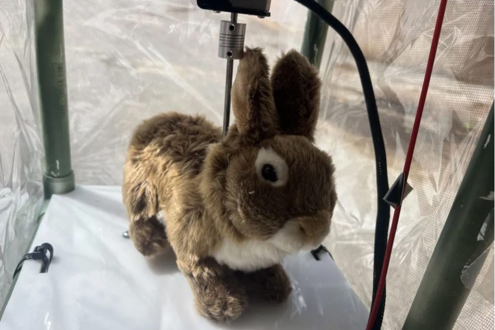 Coelhos Robóticos: A Nova Estratégia Contra Pítons Invasoras na Flórida