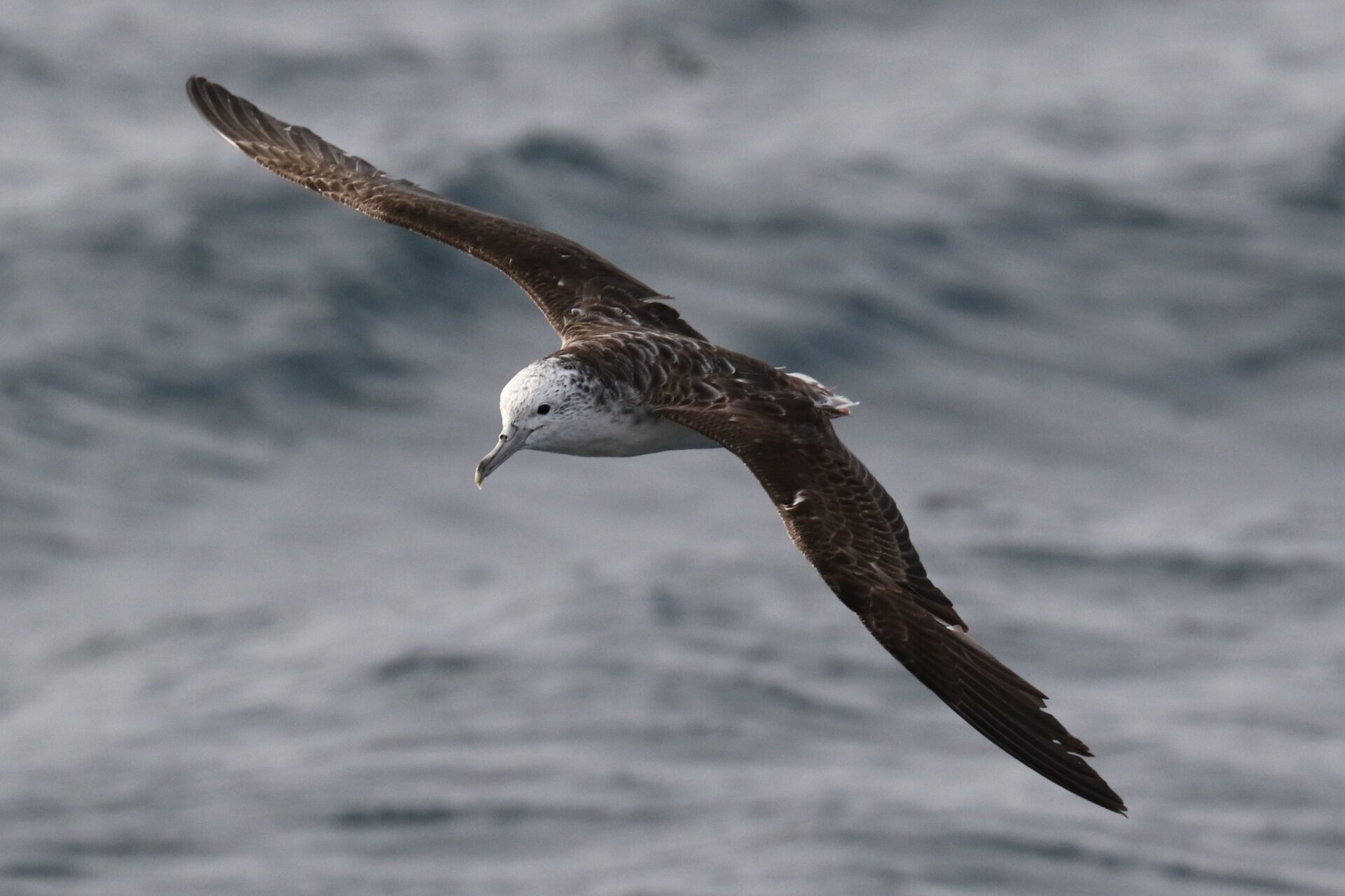 A Surpreendente Razão Científica por Trás dos Ataques de Fezes de Aves Marinhas