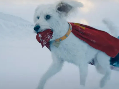 Adoção de Cachorros Dispara nos EUA com Estreia de Krypto em Superman